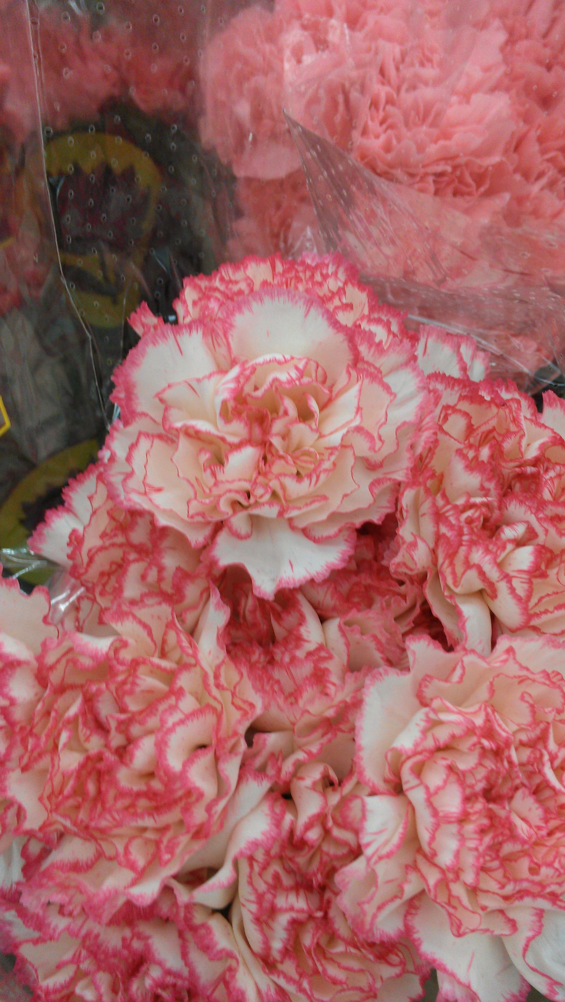 Planting Carnation Seeds How To Grow Carnation Flowers