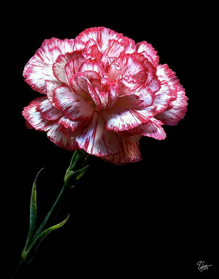 Purple Carnations Purple Carnations