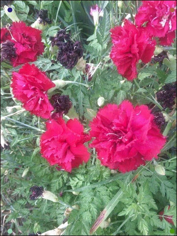 Purple Carnations Purple Carnations