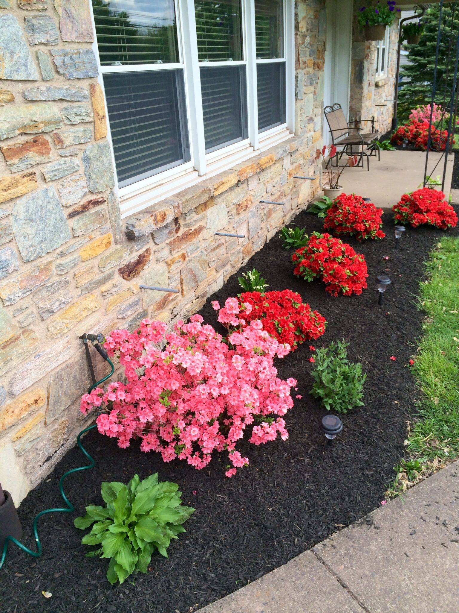 Azaleas Landscaping