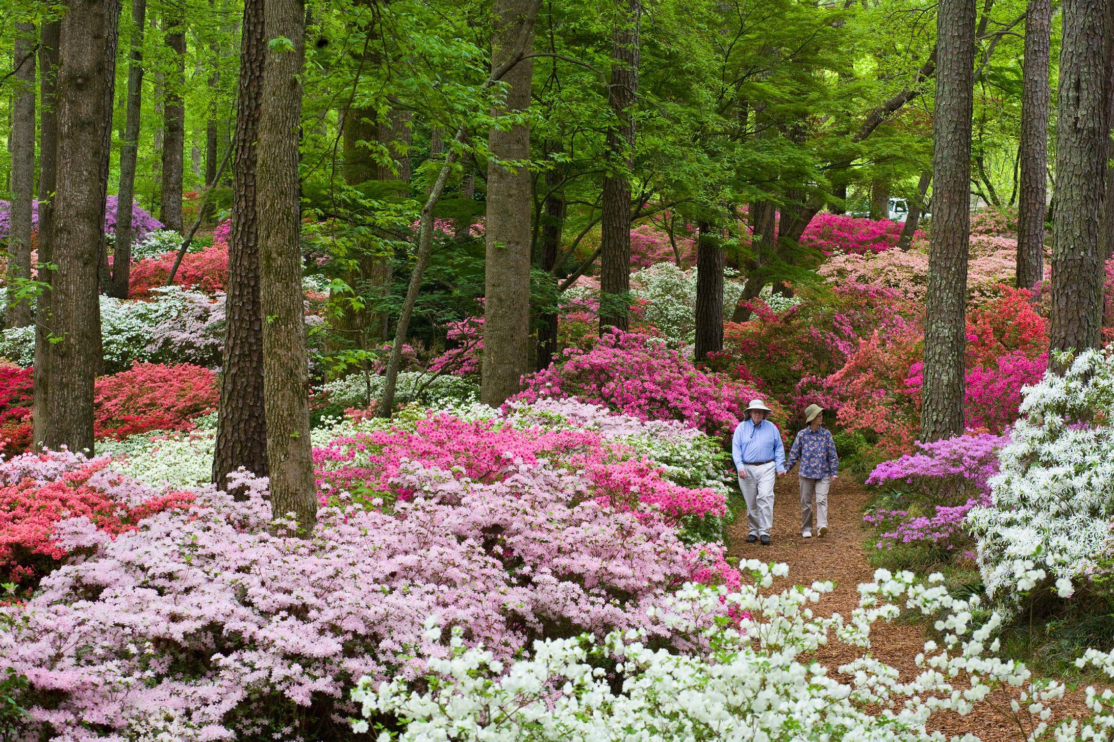 Front Yard Landscaping Ideas