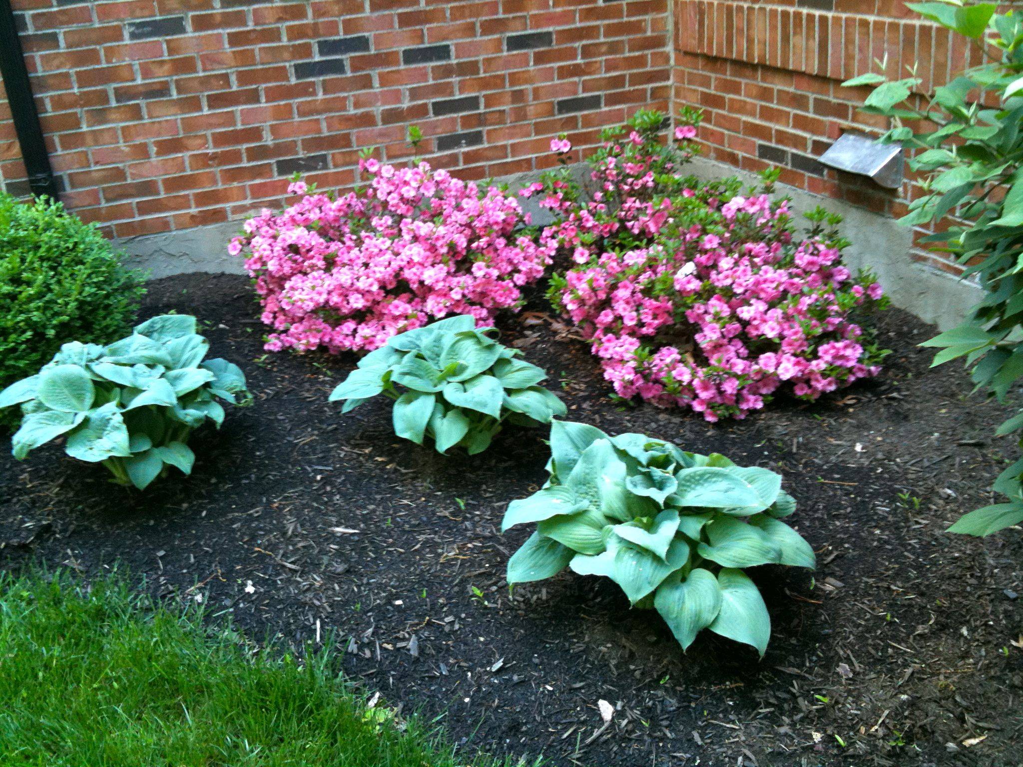 Azaleas Landscaping