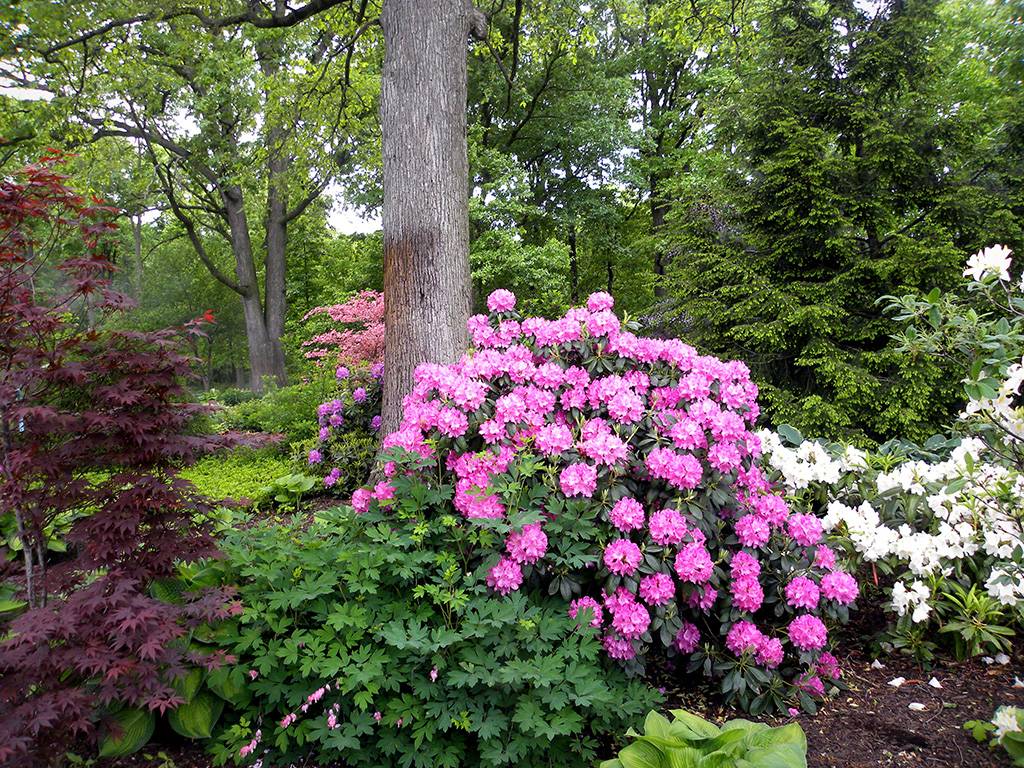 New Zealand Azalea And Rhododendron Garden Azaleas Landscaping