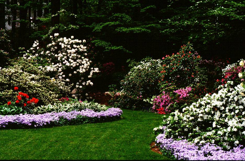 New Zealand Azalea And Rhododendron Garden Azaleas Landscaping