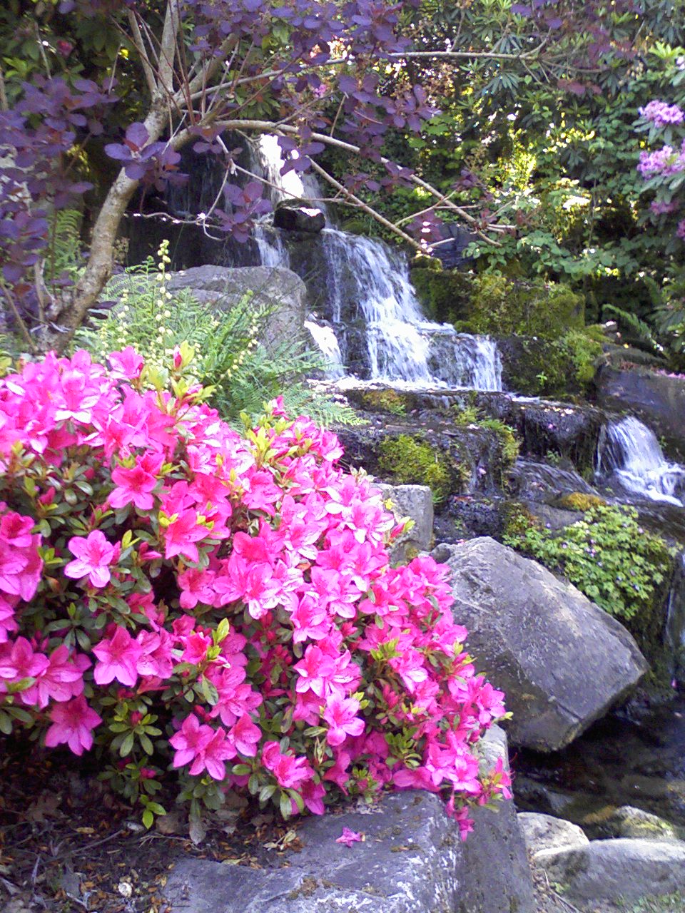 Overlook Azalea Garden