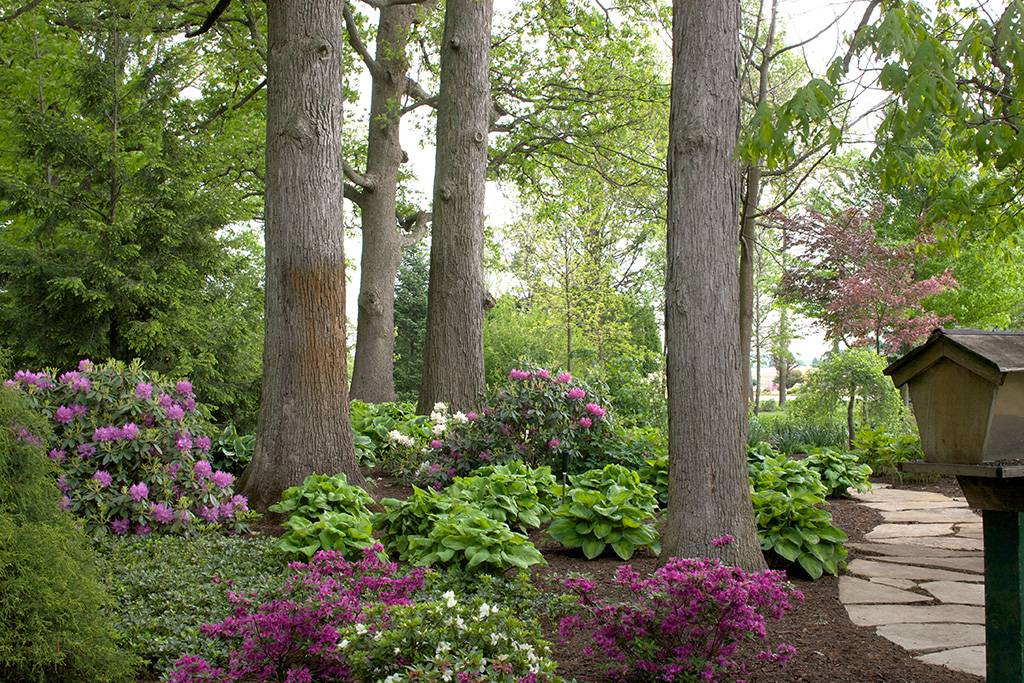 Overlook Azalea Garden