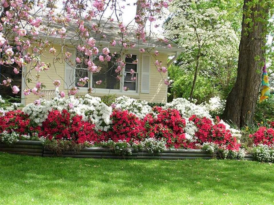 The Yard Azaleas Landscaping