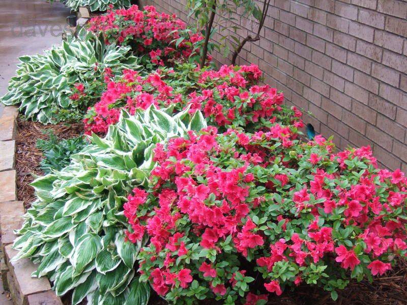 The Yard Azaleas Landscaping