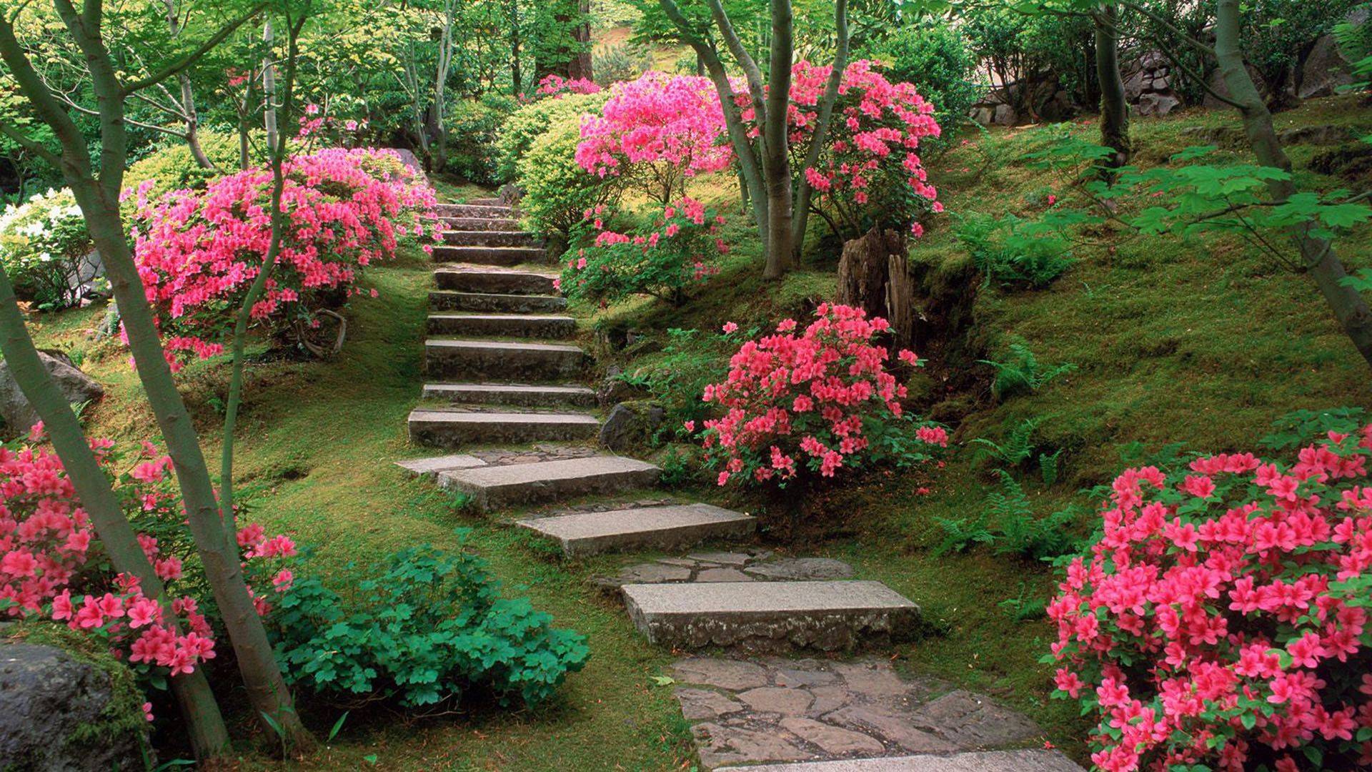 Private Azalea Garden Azaleas Garden