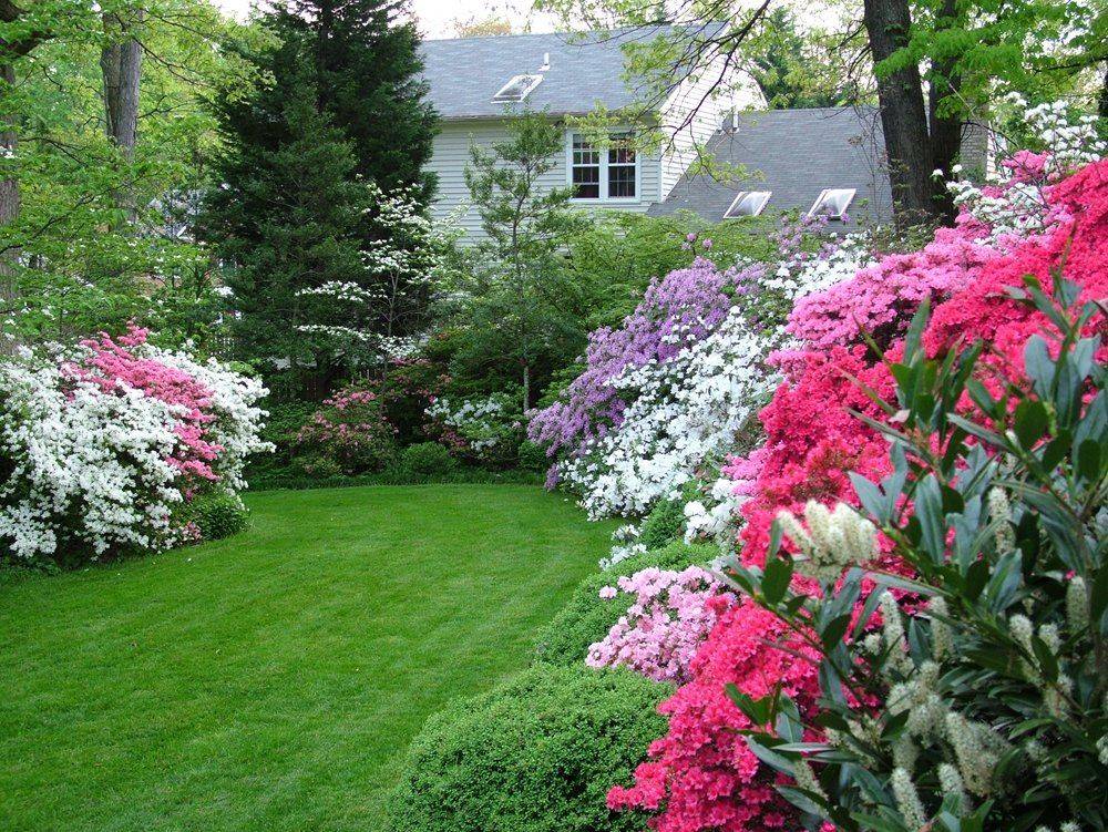 Azalea Garden Azaleas Garden