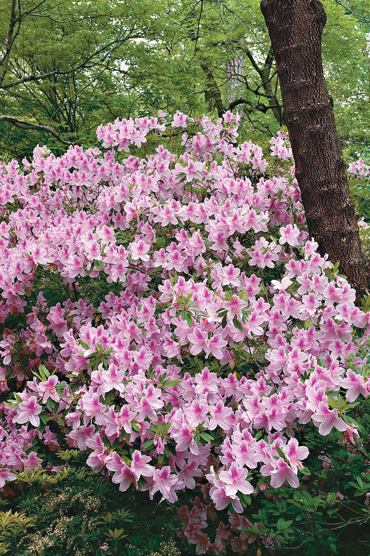 Azalea Garden