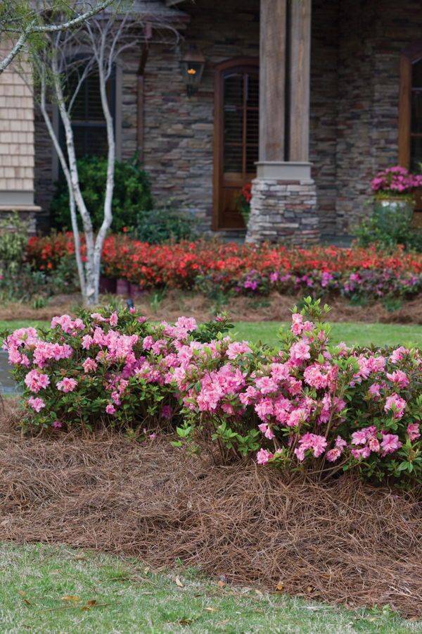 Azalea How To Care And Wonderful Ideas For Home And Garden