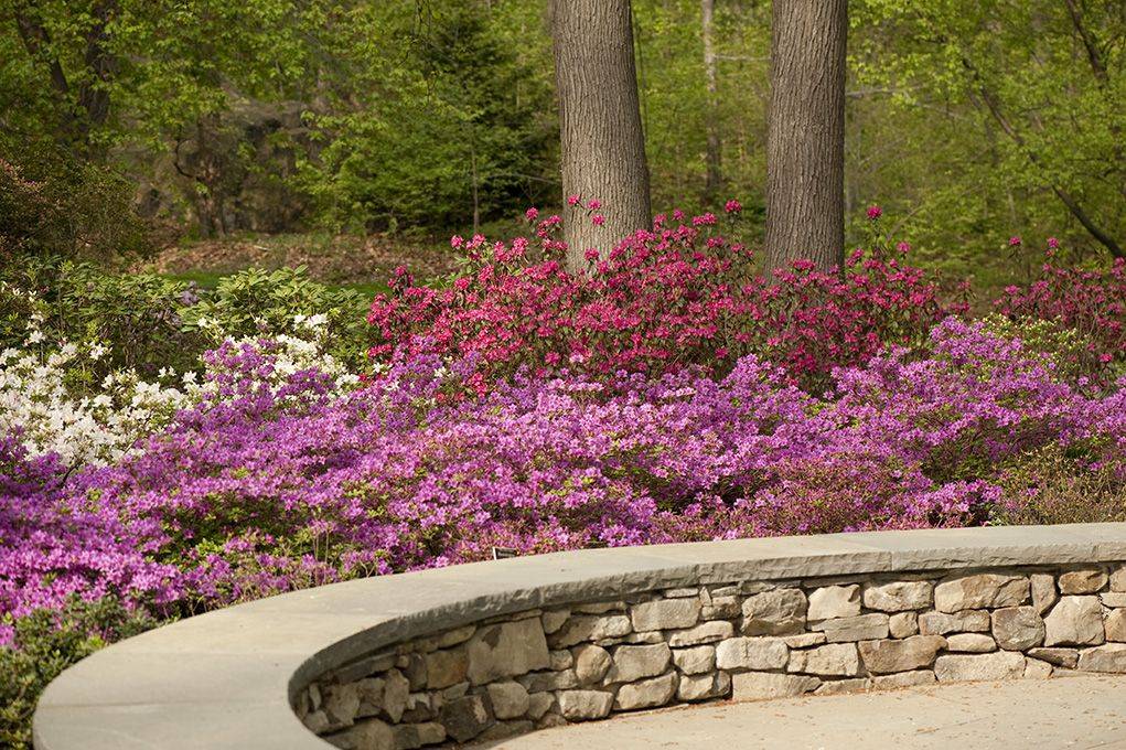 Azalea How To Care And Wonderful Ideas For Home And Garden