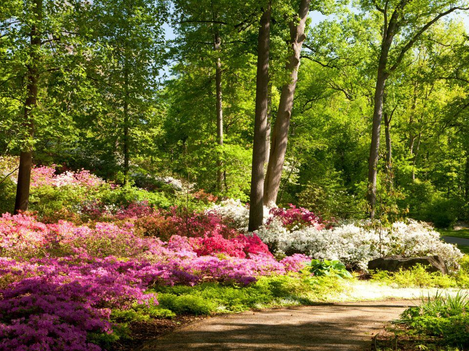 The Worldfamous Azaleas