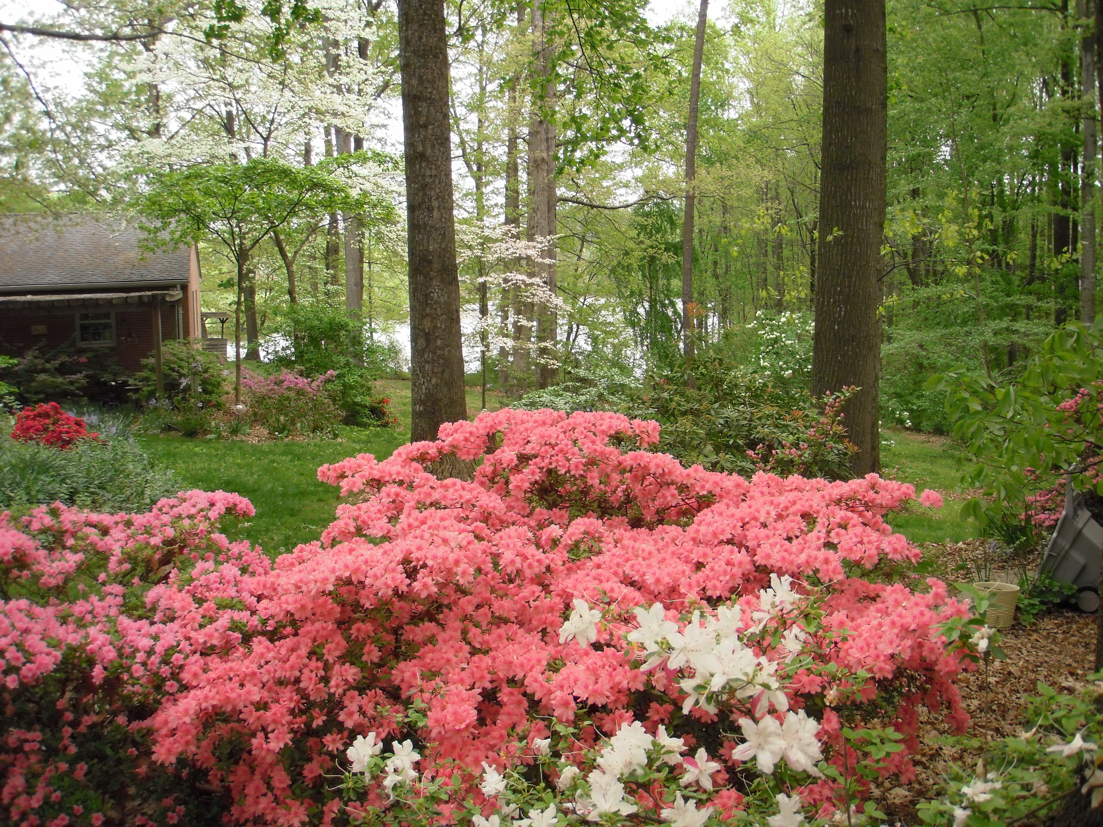 The Worldfamous Azaleas