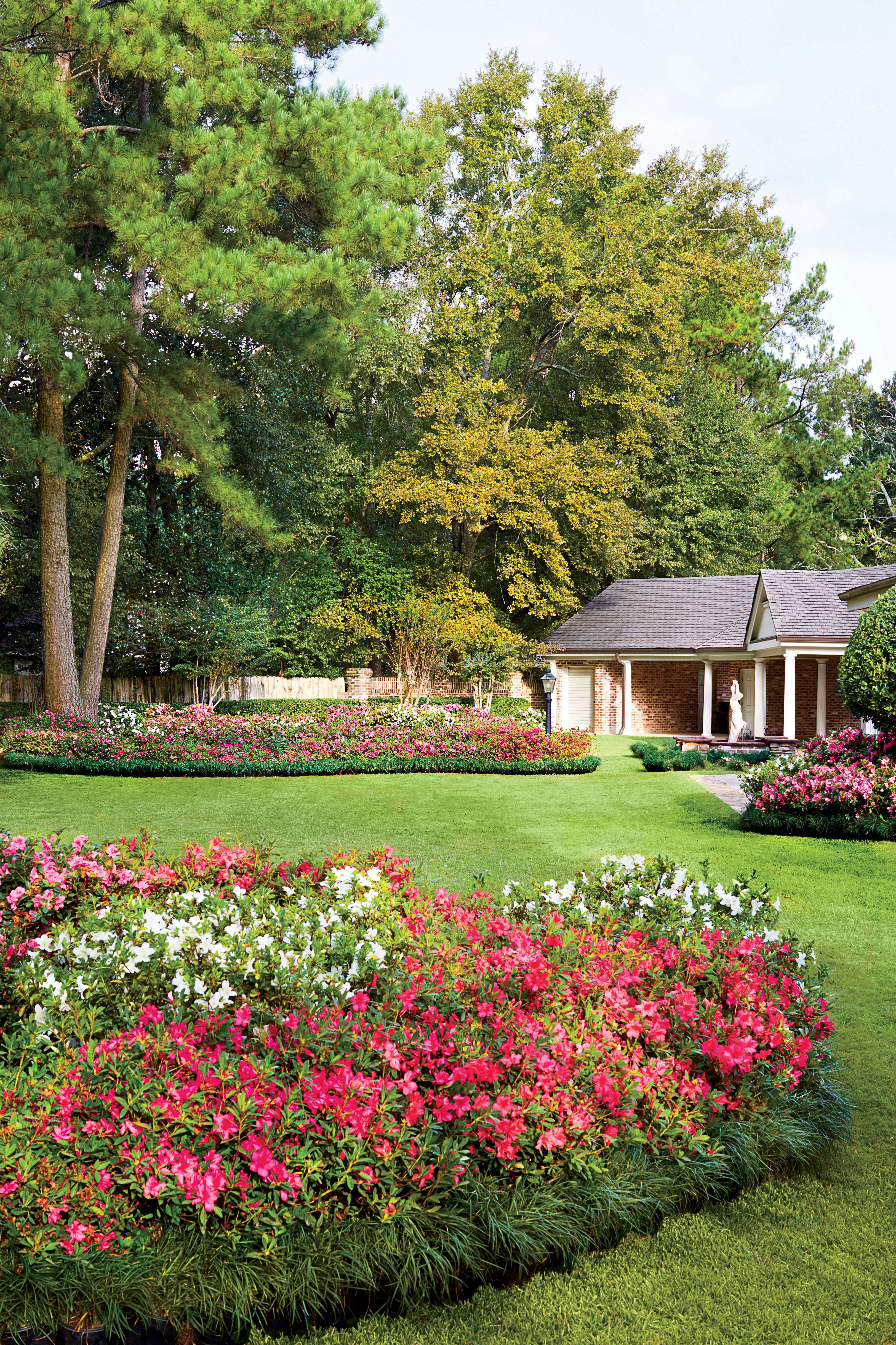 Colorful Azalea Garden Azaleas Garden