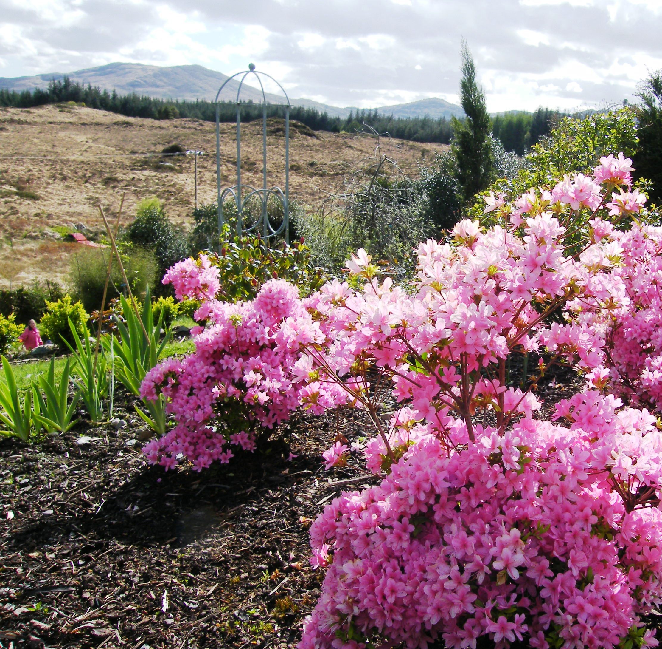 Guy And Joan Pyrons Azalea Garden Azaleas Landscaping