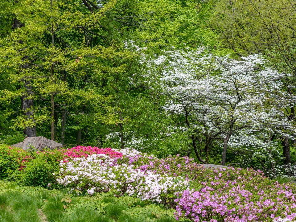 More Encore Azalea Blooms