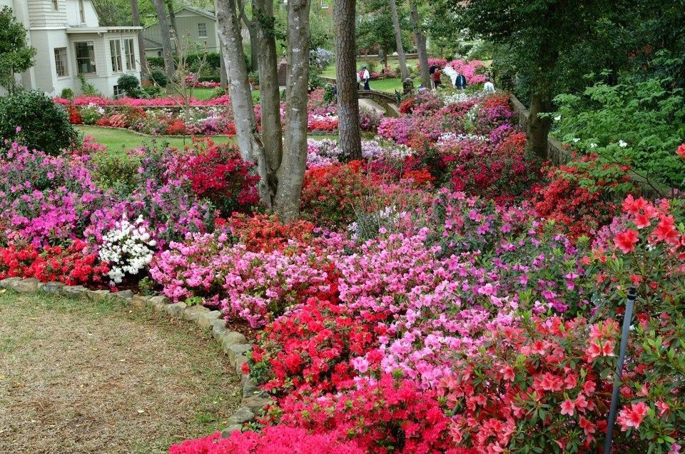 More Azaleas