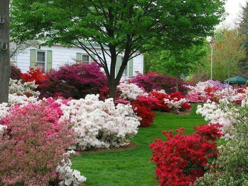Hostas Azaleas Landscaping