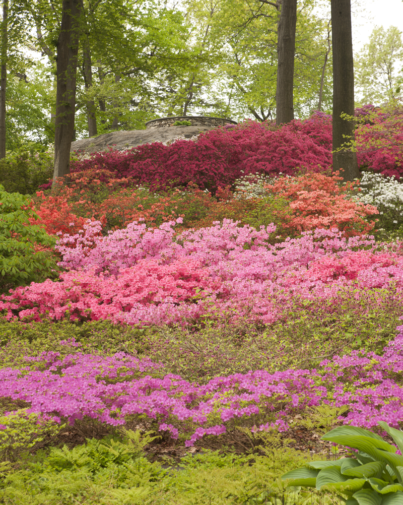 New York Botanical Gardens Azalea