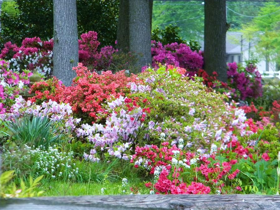 The Late Spring Azalea Flowers