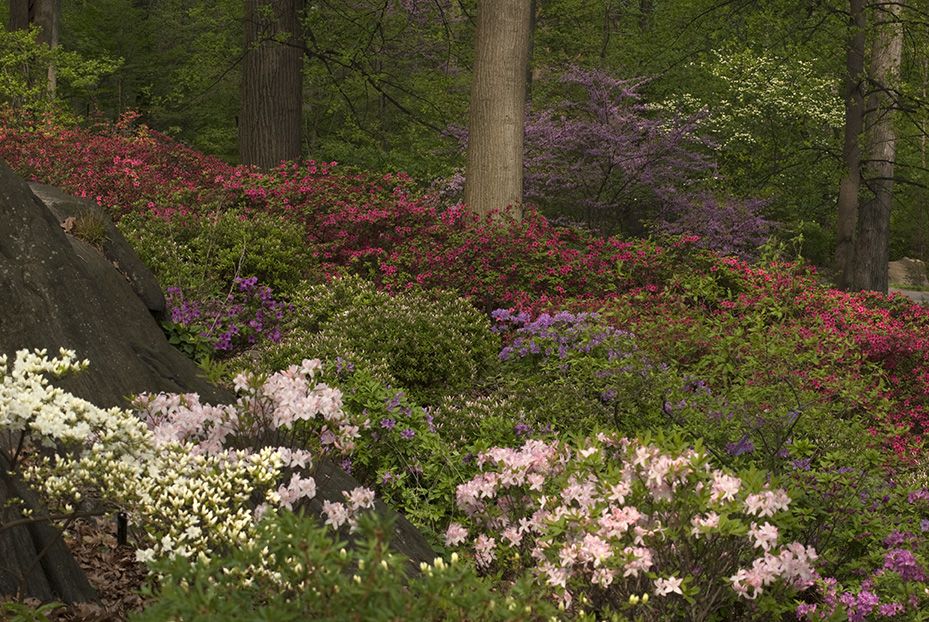 Fleurs Azaleas Garden