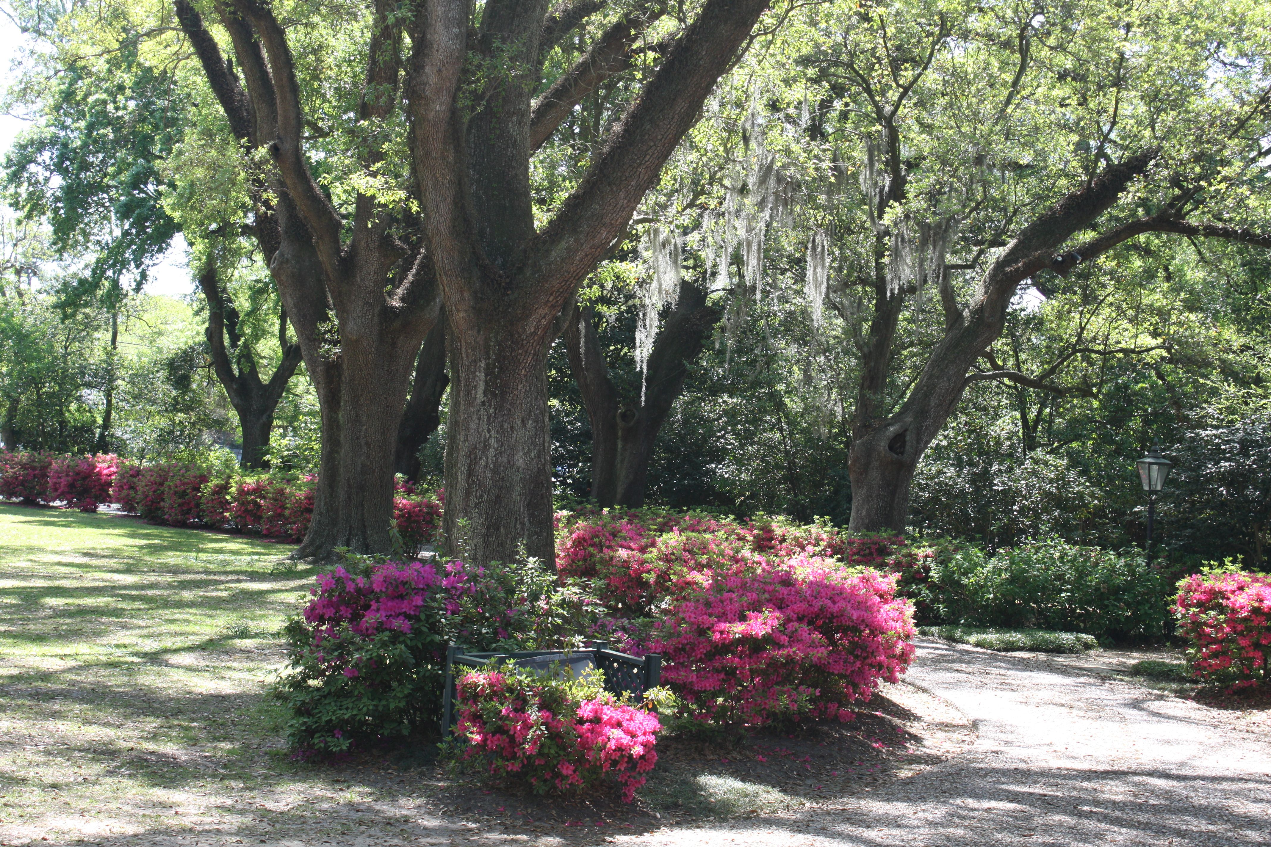 Azalea Flowers