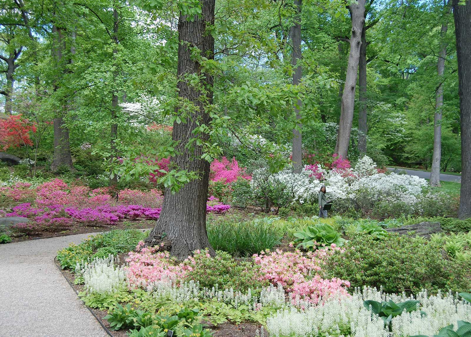The Azalea Gardens
