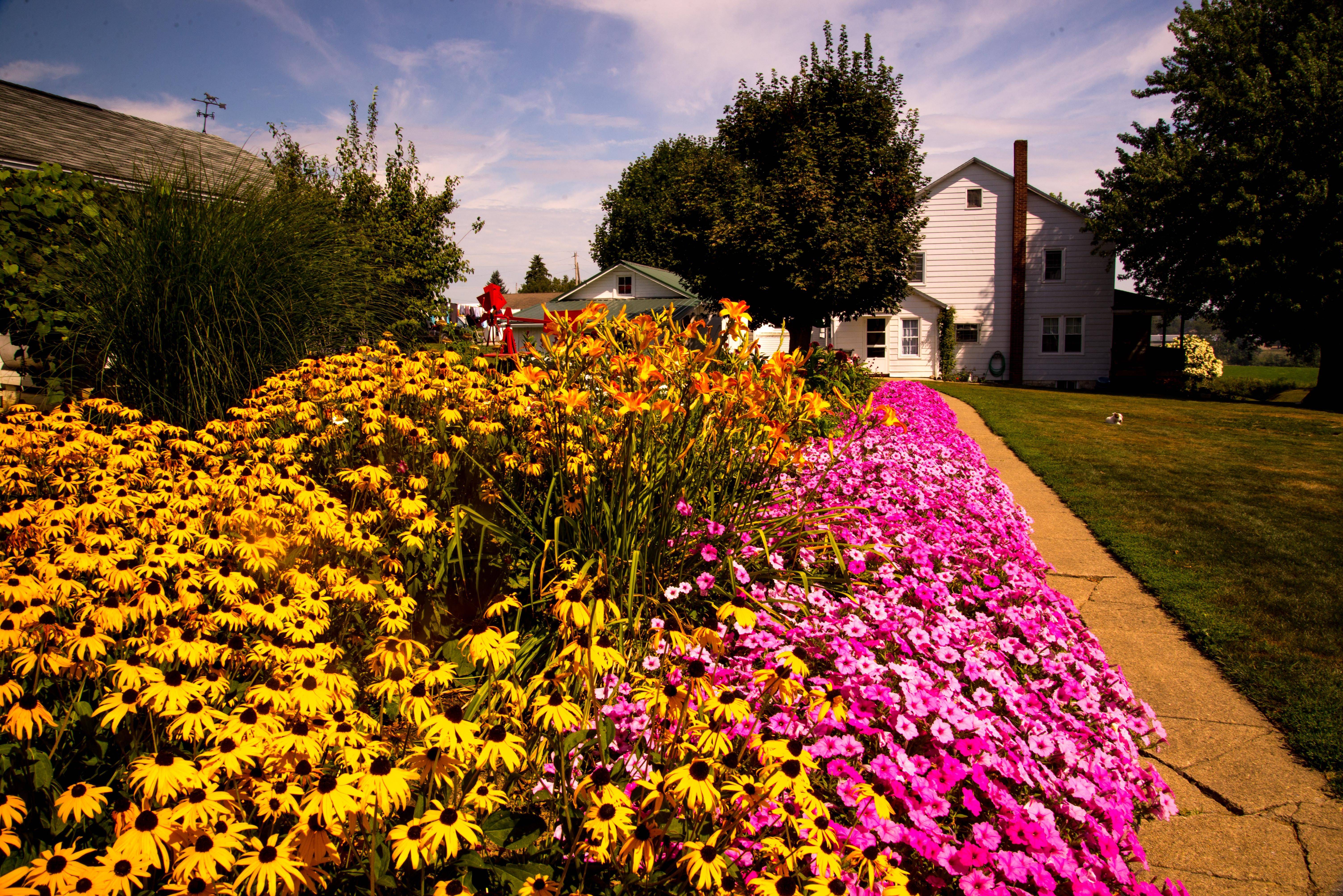 Edible Flower Garden