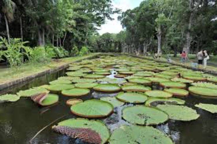 The Pamplemousses Botanical Garden