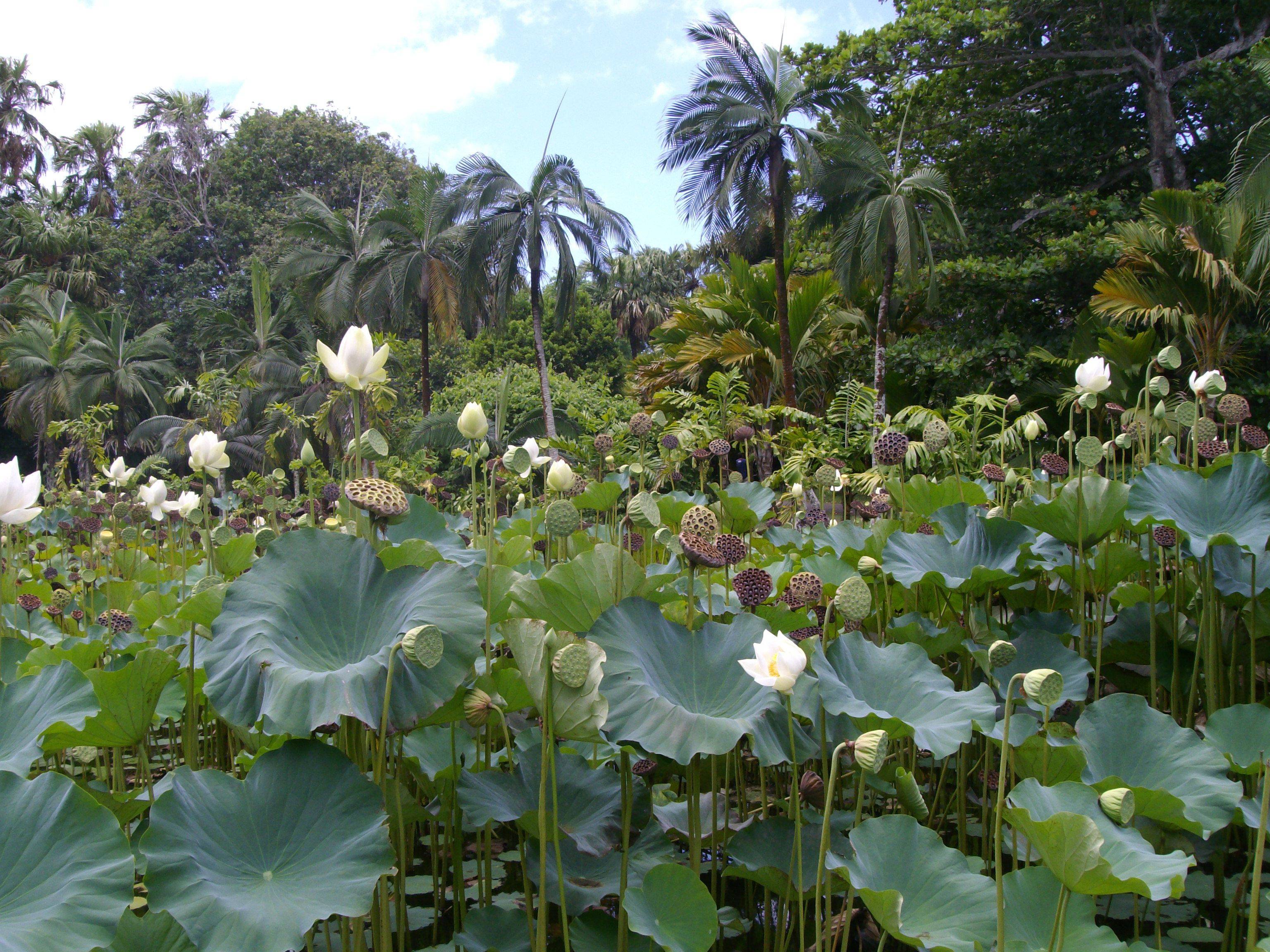Royal Botanical Gardens
