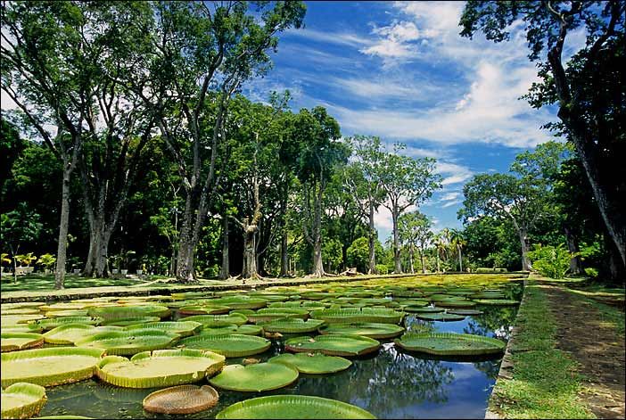 Out And About In Mauritius Botanical Gardens And Sacred River