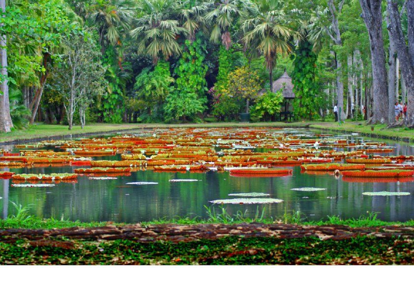 Pamplemousse Botanical Garden