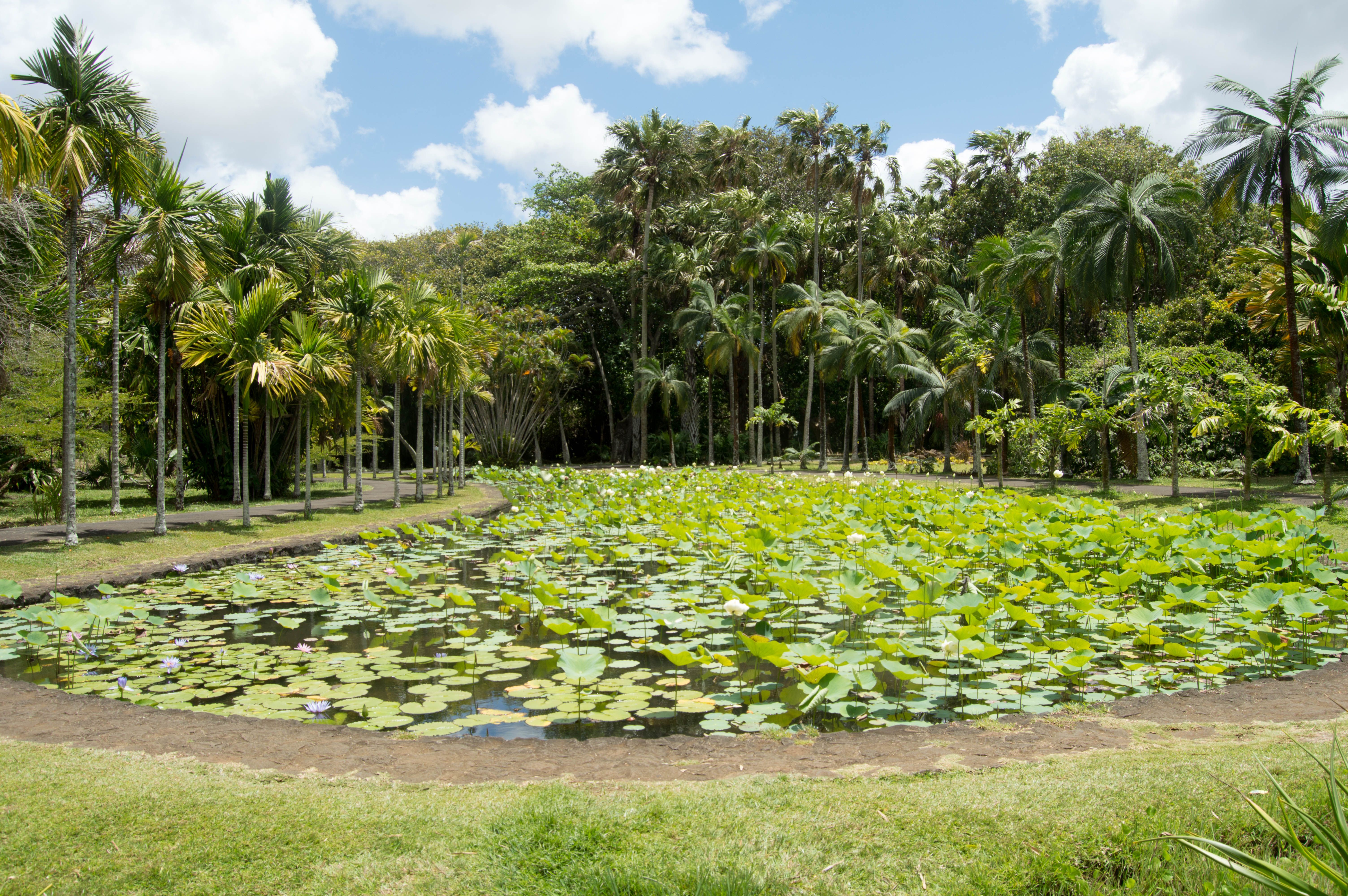 Pamplemousses Botanical Garden