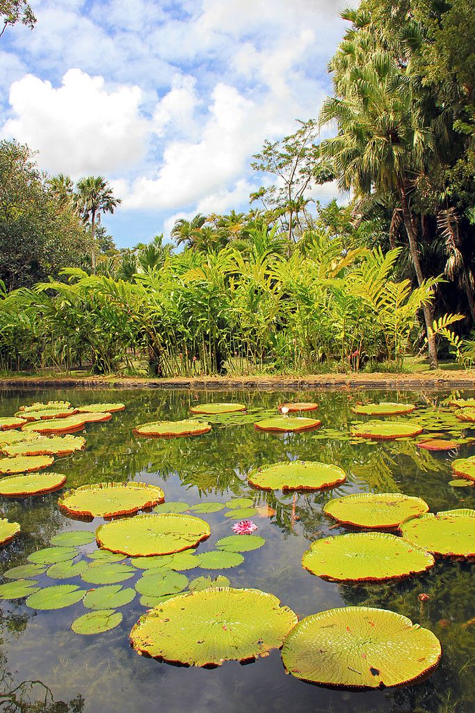 Pamplemousses Botanical Garden