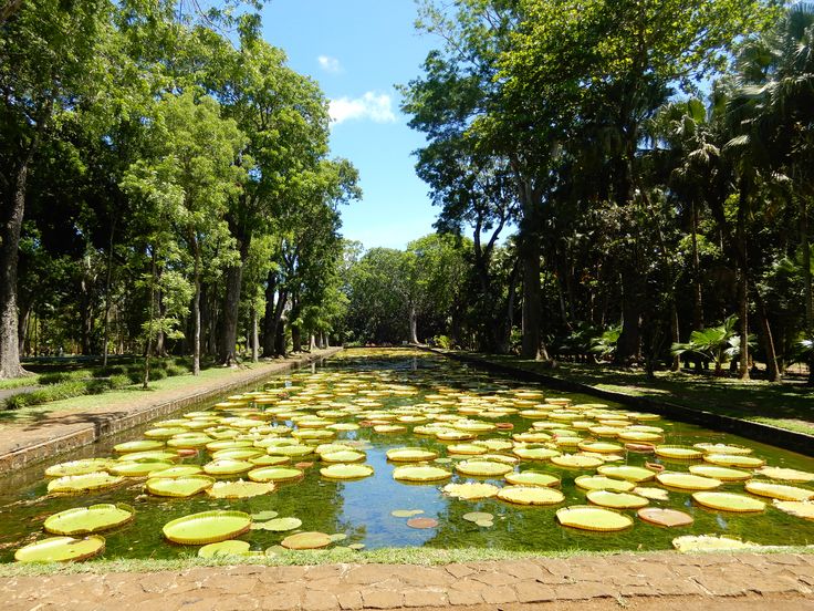 Pamplemousses Garden Mauritius