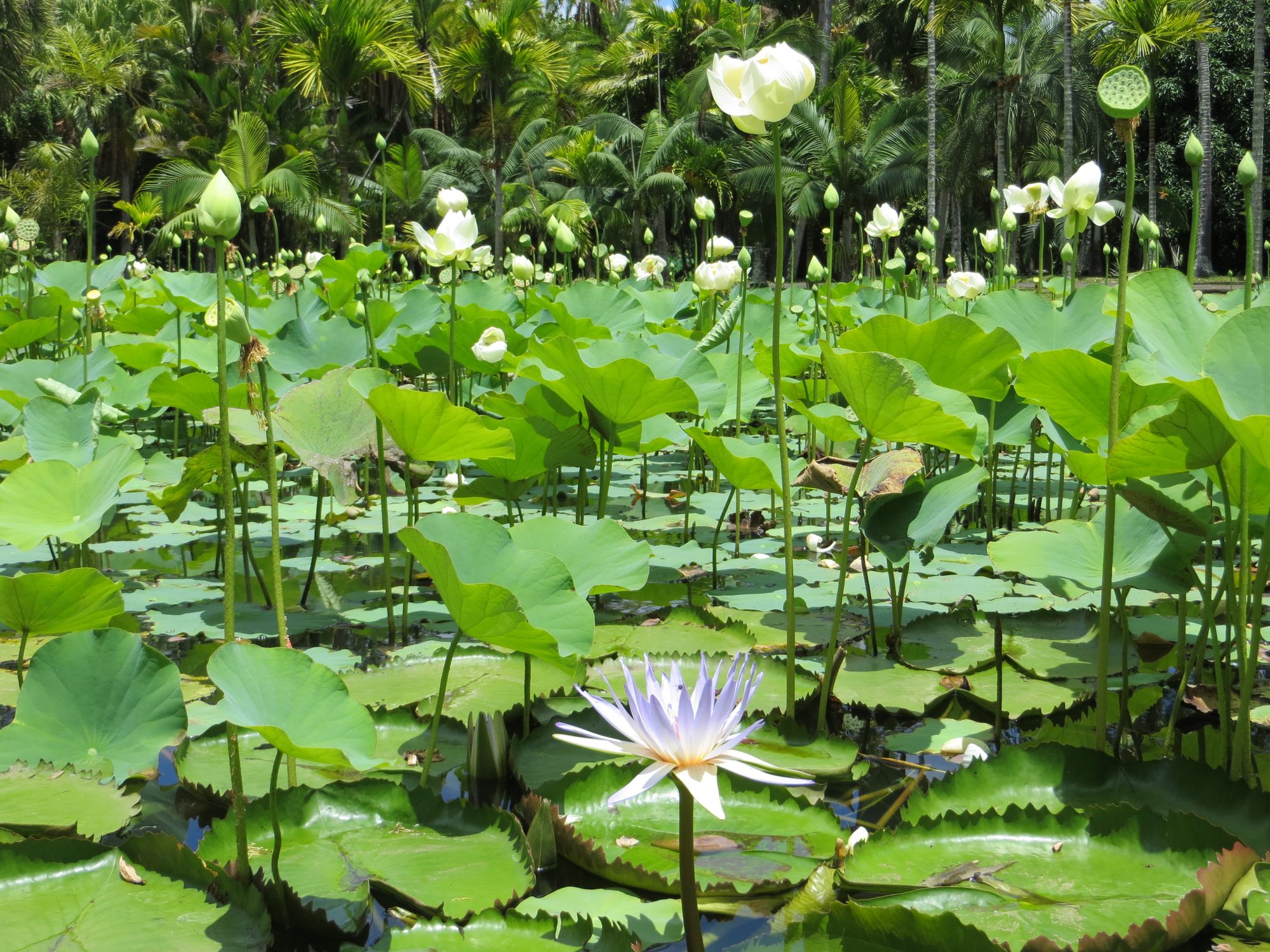Mauritius Botanical Gardens