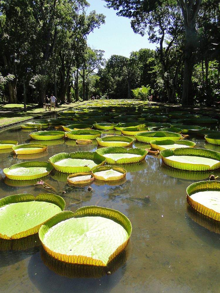 Pin Van David Gervel Op Mauritius Island