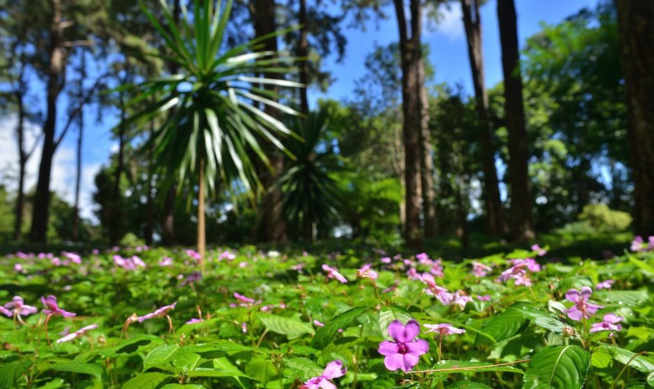 Sir Seewoosagur Ramgoolam Botanical Garden