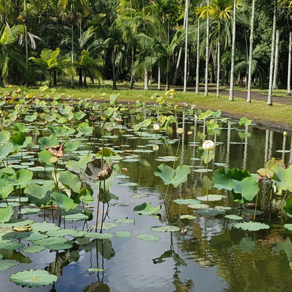 Sir Seewoosagur Ramgoolam Botanical Garden