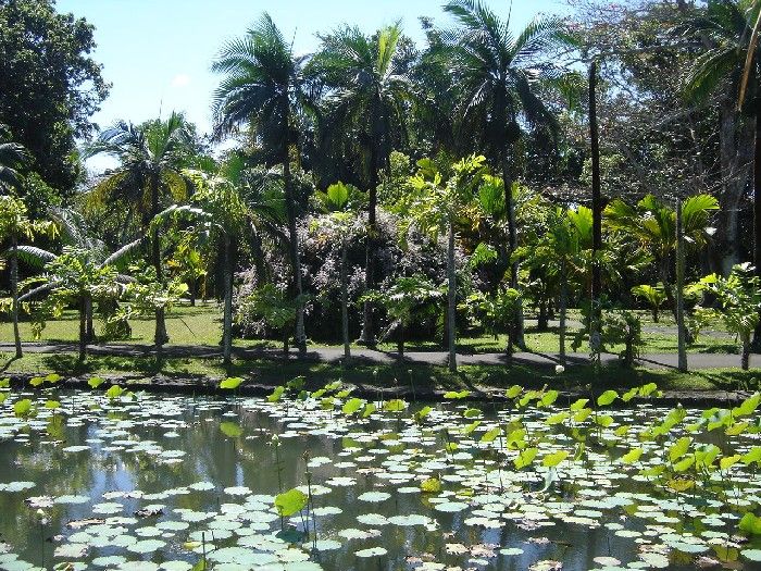 The Pampelmousses Botanical Garden