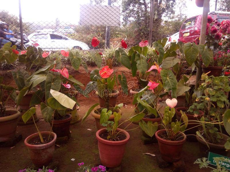 Kerala Garden Plants