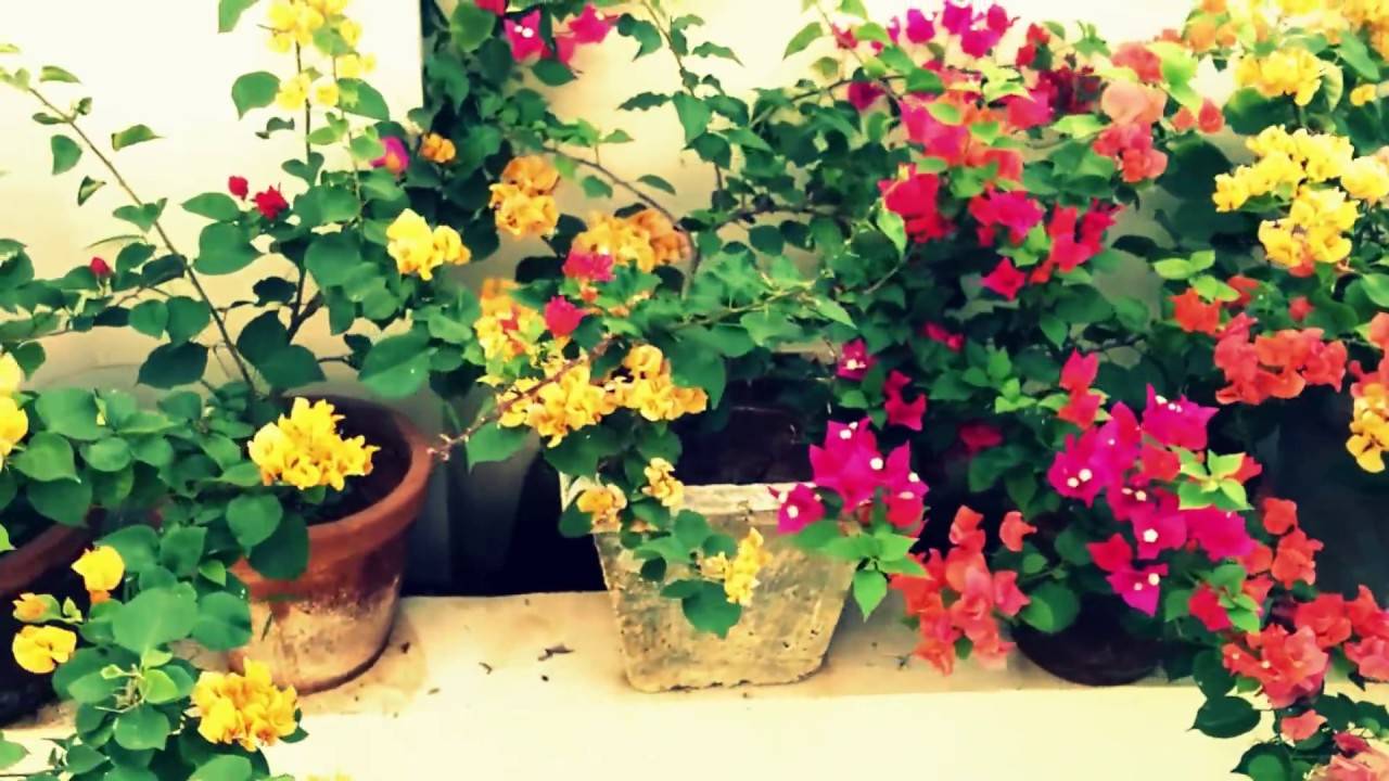 Beautiful Home Gardens In Kerala Beautiful Flower Arrangements And
