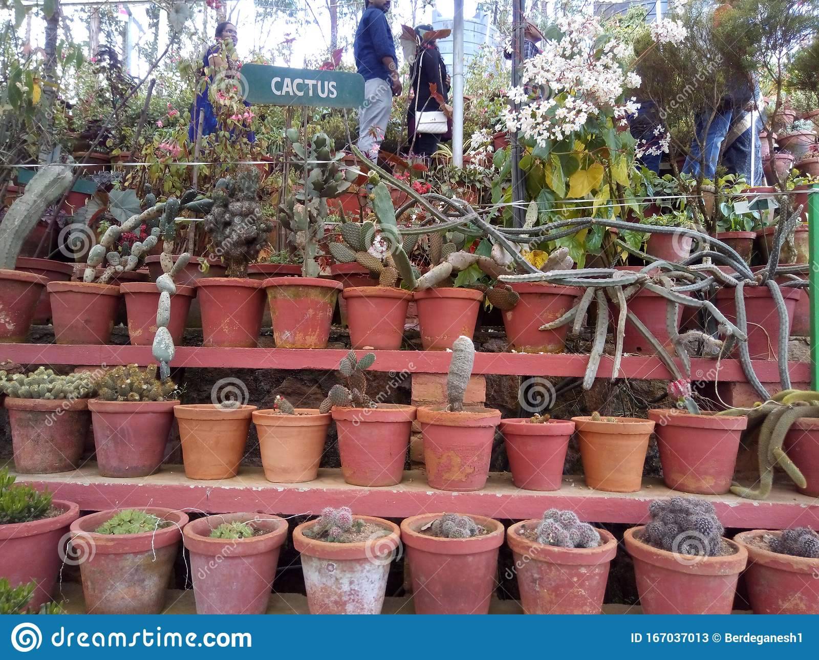 Kerala Home Garden Flowers