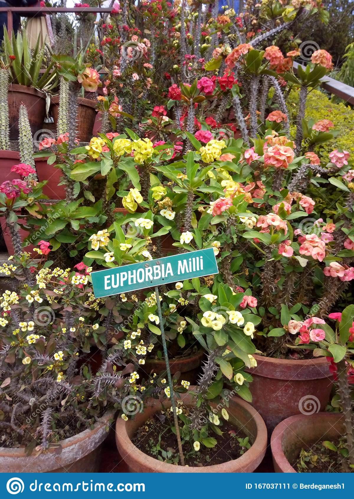 Unique Garden Landscaping Company Kerala