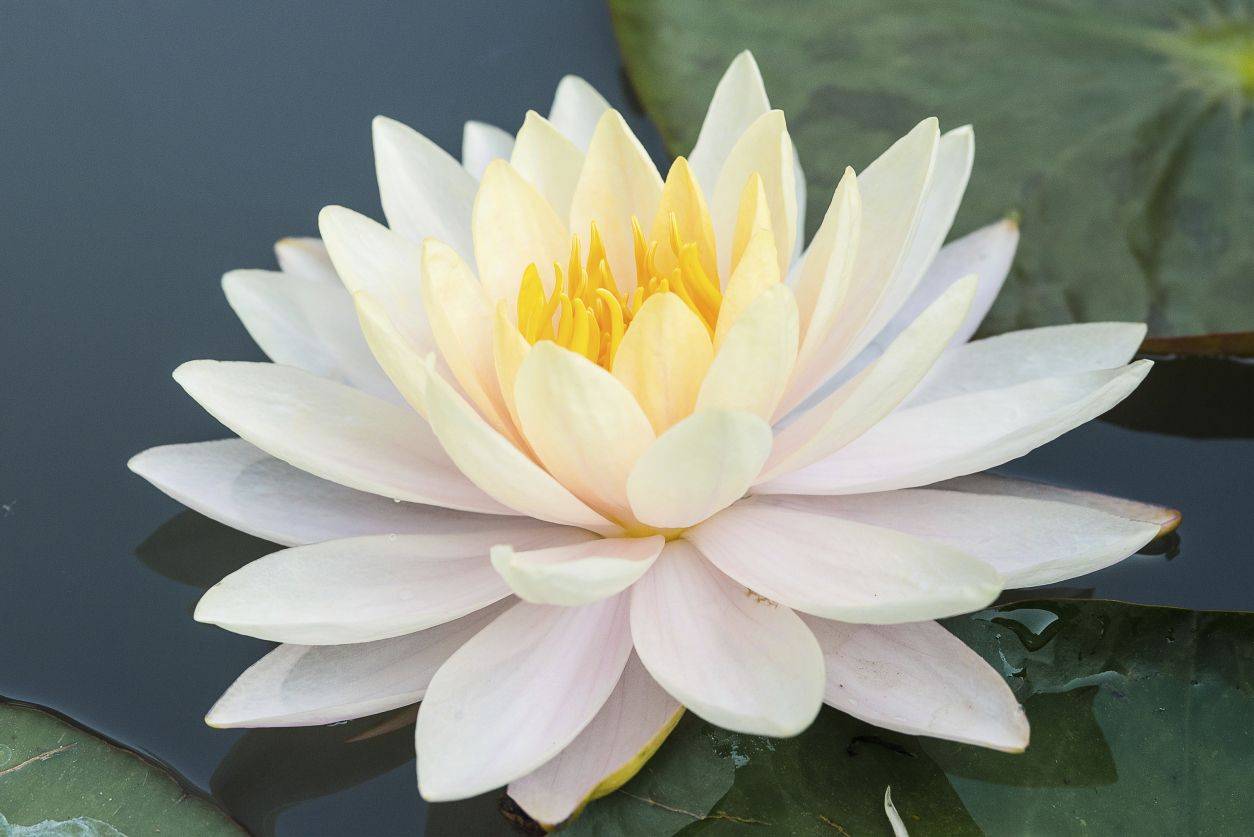 A Fully Open Lotus Flower