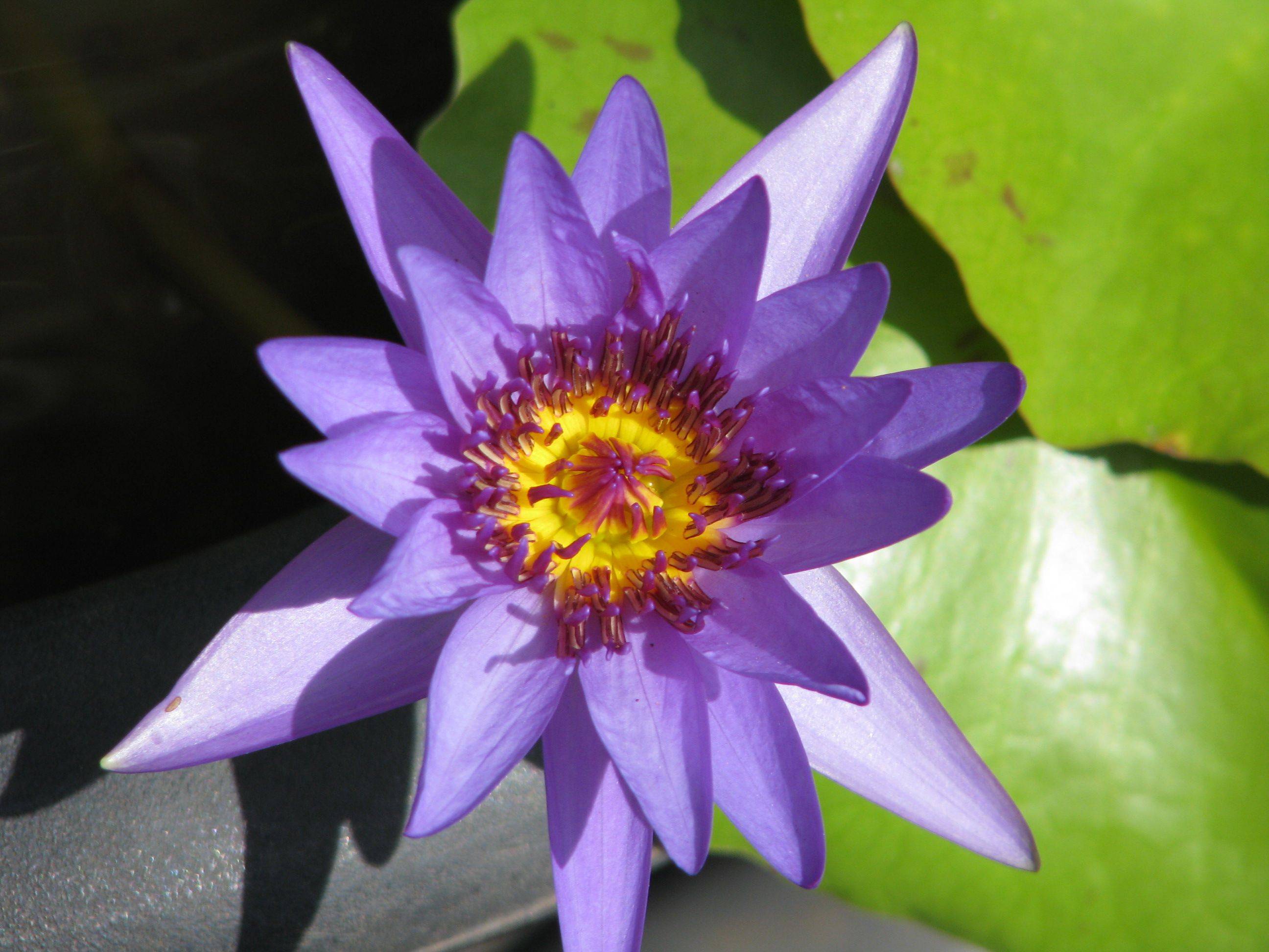 A Lotus Plant