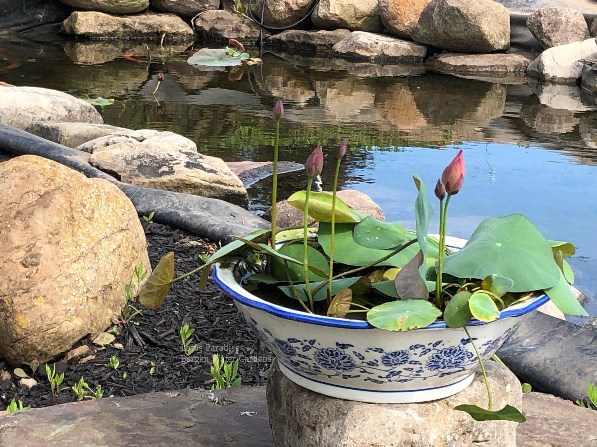 Backyard Pond Ponds Backyard
