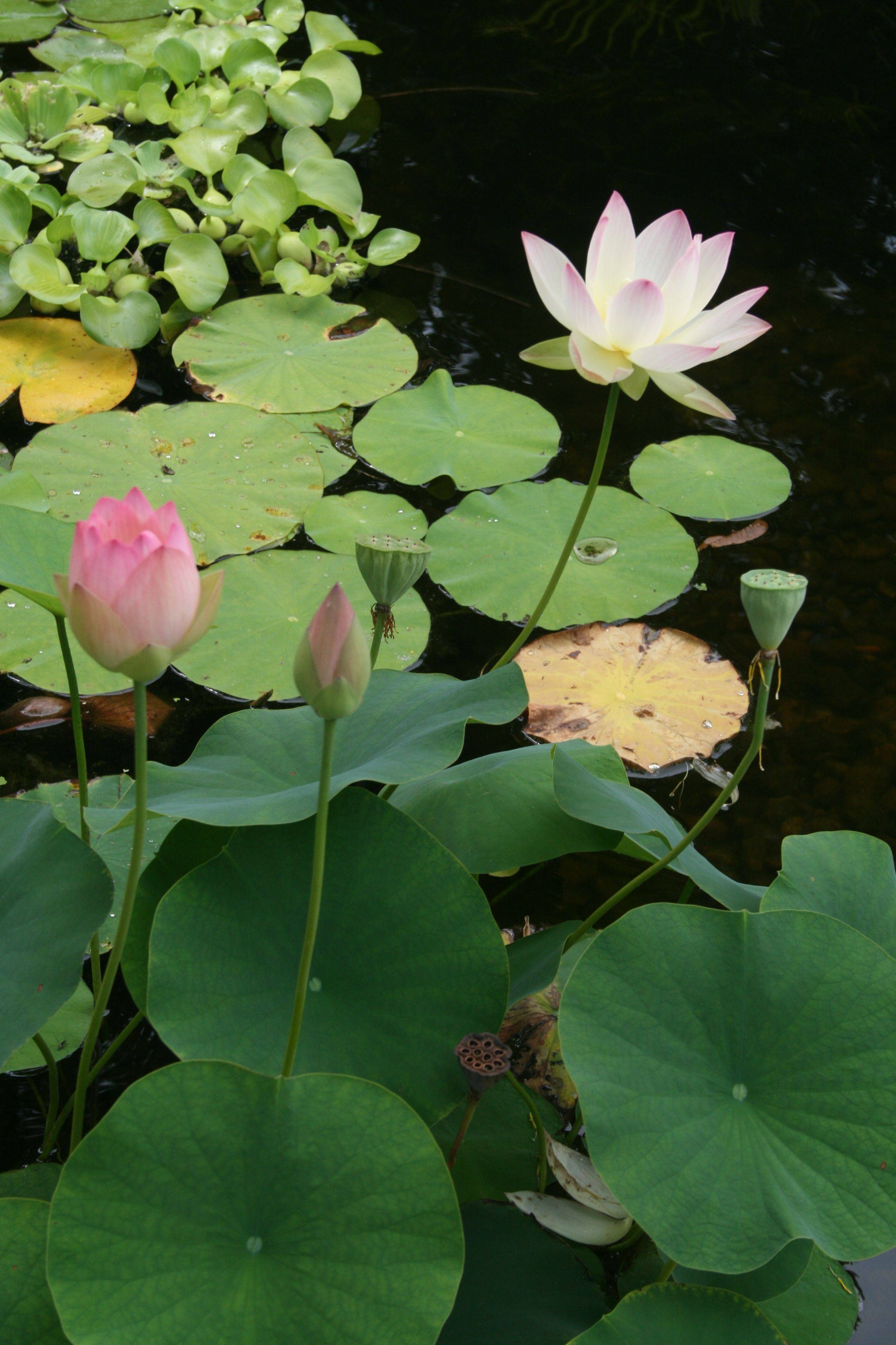 Botanical Gardens Lotus Flower